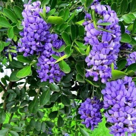 南非樹紫藤照顧